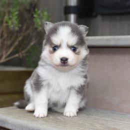Blue Cheese - Blue female Pomsky puppy in Coos Bay, Oregon from Ocean View Pomskies