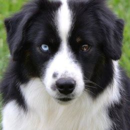 Chrome  - Miniature American Shepherd