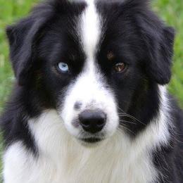Chrome  - Miniature American Shepherd