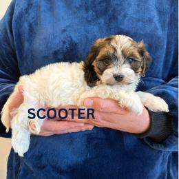 SCOOTER - Fawn sable male Havanese puppy in Fielding, Utah from LUCKY HAVANESE