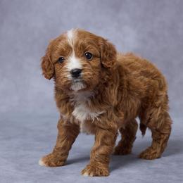 Billy - Red male Cavapoo puppy in Apple Creek, Ohio from Grandeur Valley Puppies