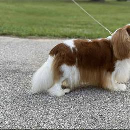 Cavalier King Charles Spaniel puppies from Meant To Be Cavalier King Charles Spaniels
