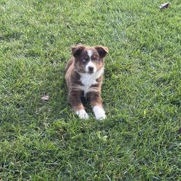 Russells Reserve - Red merle male Miniature Australian Shepherd puppy in California from Eagle River Aussies
