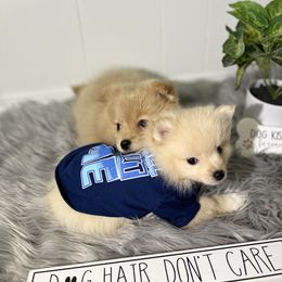 Pomeranian, Pomsky, and Toy Australian Shepherd Puppies from Blessed Little Paws