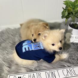 Pomeranian, Pomsky, and Toy Australian Shepherd Puppies from Blessed Little Paws