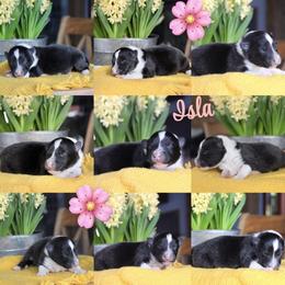 Pink - Black and white female Shetland Sheepdog puppy in Gaylord, Michigan from Lexy's Shetland Sheepdogs