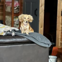 Dachshund Puppies from Kellie Bland