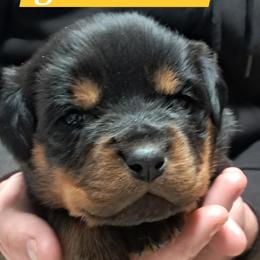 Boy 3 - Black and mahogany male Rottweiler puppy in De Witt, Iowa from Irish Eyes Kennels