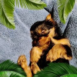 Yorkshire Terrier Puppies from Yorkies of the Midwest