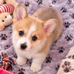 Gray Collar - Red male Pembroke Welsh Corgi puppy in Abingdon, Virginia from Em-K Kennels