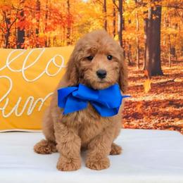 Millie's Blue Boy - Red  male Goldendoodle puppy in Kountze, Texas from Texas Doodles LLC