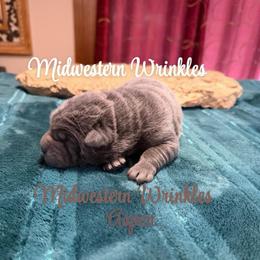 Aspen - Blue dilute male Chinese Shar-Pei puppy in Auburn, Kansas from Justin's Chinese Shar-Pei