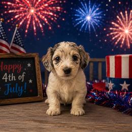 Tanner - Dapple male Dachshund puppy in Lincoln, Arkansas from Red Dirt Dachshunds