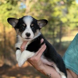 Girlie - Black and white female American Corgi puppy in Nashville, Arkansas from Whisenhunt Farms