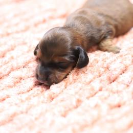 Byrd - Red male Dachshund puppy in Eaton, Ohio from Miniature Alphas Dachshunds