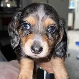 Girl 2 - Dapple Dachshund puppy in Lubbock, Texas from ANQ Dachshunds