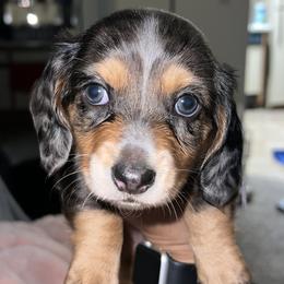 Girl 2 - Dapple Dachshund puppy in Lubbock, Texas from ANQ Dachshunds