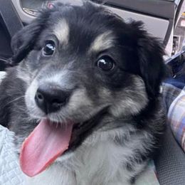 Bindi - Black tri Miniature Australian Shepherd puppy in Union City, Pennsylvania from M&B Mini Aussies
