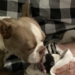Josie - Boston Terrier