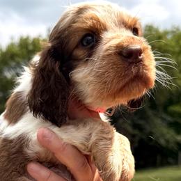 Snow White - Liver white and tan female English Springer Spaniel puppy in Bay City, Wisconsin from Springer Hills Farm