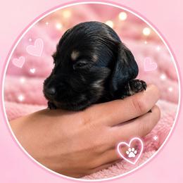 Clover - Black and tan female Dachshund puppy in Proctor, Montana from Blue Star Dachshunds