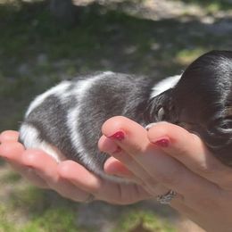 Dachshunds from Doxie Den