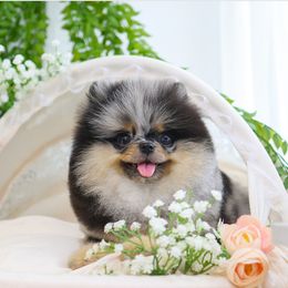 Valenci - Pomeranian