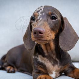 Bubba - Dapple male Dachshund puppy in Temecula, California from Naomi Magee's Dachshund Kennel