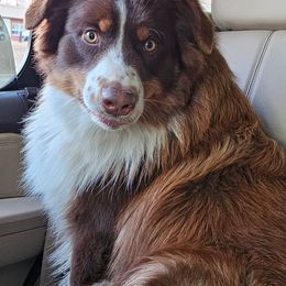 Riggs - Australian Shepherd