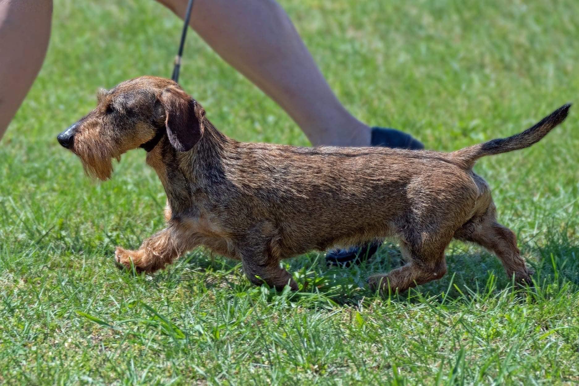 Millenia Mini Wire Hair Dachshunds in Pennsylvania | Dachshund puppies ...