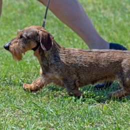 Dachshunds from Millenia Mini Wire Hair Dachshunds