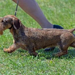 Dachshunds from Millenia Mini Wire Hair Dachshunds