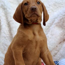 Freedom - Golden rust male Vizsla puppy in Bloomington, Indiana from Envizion