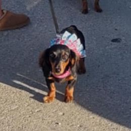Penny - Dachshund