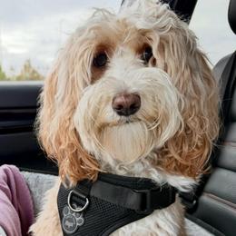 Peggy - Sheepadoodle