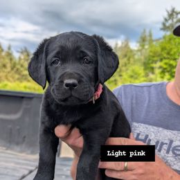 Labrador Retriever Puppies from Linderman Labs