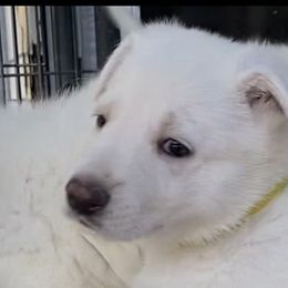 Girl 4 - White German Shepherd puppy in Camarillo, California from Robert's White German Shepherds