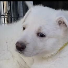 Girl 4 - White German Shepherd puppy in Camarillo, California from Robert's White German Shepherds