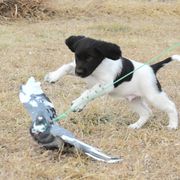 Kleine Munsterlander Puppies from Haus im Wald