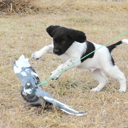 Kleine Munsterlander Puppies from Haus im Wald