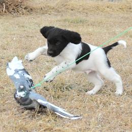 Kleine Munsterlander Puppies from Haus im Wald