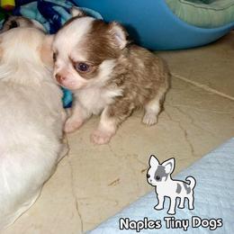 Snickers - Chocolate sabled fawn male Chihuahua puppy in Naples, Florida from Naples Tiny Dogs