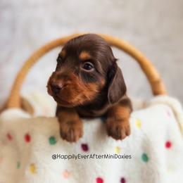 Primrose - Chocolate and cream female Dachshund puppy in Robesonia, Pennsylvania from Happily Ever After’s Puppies