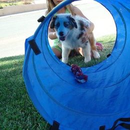 Australian Shepherd Puppies from Triple MMM Kennel
