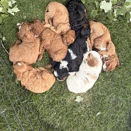 Cavapoo Puppies from Columbia Basin Puppies