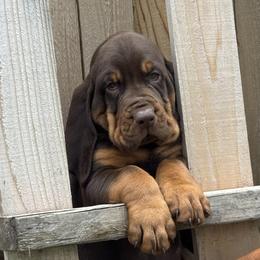Hampton - Liver and tan male Bloodhound puppy in Inman, Nebraska from Sandhill Hounds of Nebraska