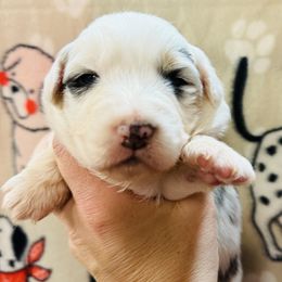 Nora - Blue merle female Australian Shepherd puppy in Ashland, Ohio from SS Australian Shepherds