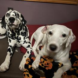 Dalmatian Puppies from Hallmark Dalmatians;
