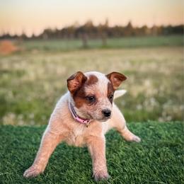 Violet collar - Red speckled female Australian Cattle Dog puppy in Spokane, Washington from 4D Cattle Dogs