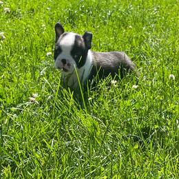 Kobe - Black brindle and white male Boston Terrier puppy in Fillmore, Illinois from Wind Hill Puppies